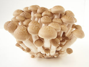 Buna-Shimeji (Brown Beech Mushroom) 1 pack  (local delivery only)